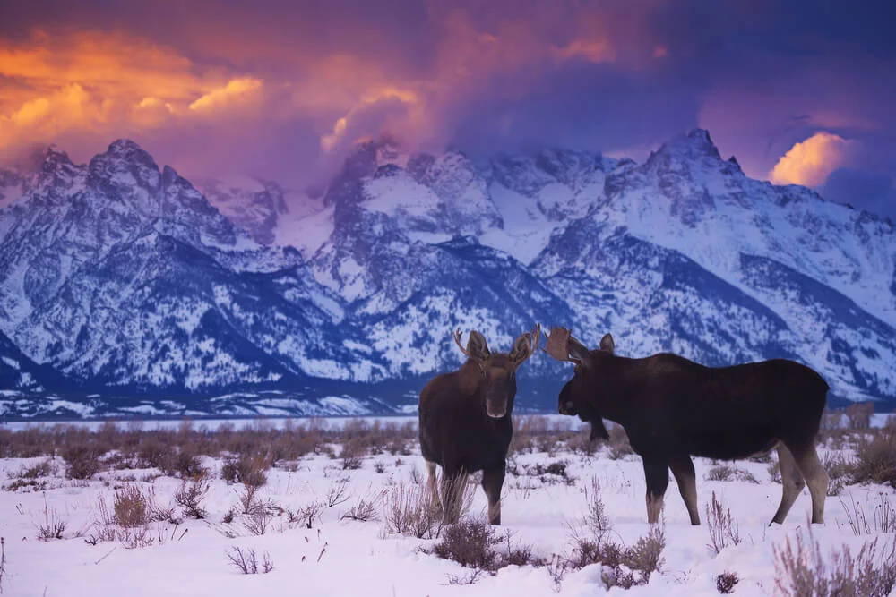 Moose in front of Tetons