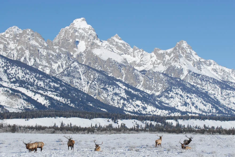 Elk in front of the Tetons