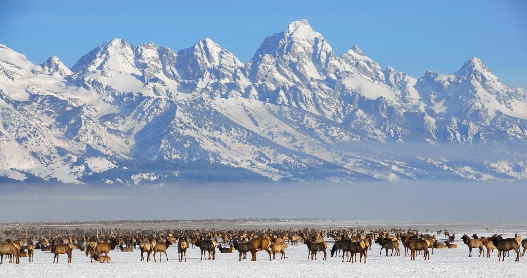 Elk Refuge