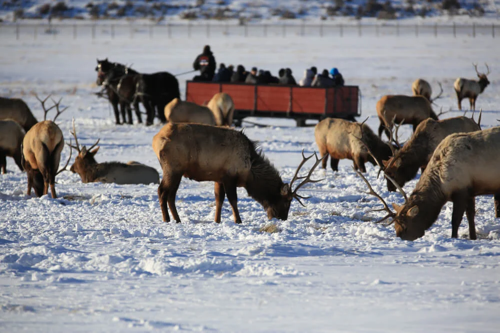 Horse-drawn sleigh carrying visitors past a herd of elk feeding in the snow